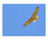 Red-tailed Hawk I Photographie par Mundy Hackett
