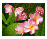 Plumeria - Frangipani Photographie par Ben & Raisa Gertsberg