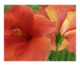 Red Hibiscus Photographic Print by Ben & Raisa Gertsberg
