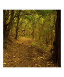 Lumiere Photographic Print by Patrick Morand