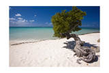 Eagle Beach with a Fofoti Divi Tree Aruba Photographic Print by George Oze