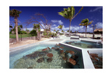 Turtle Yearlings In Pool Cayman Turtle Farm Photographic Print by George Oze