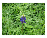 All Alone And Blue Photographic Print by Lucyna A M Green