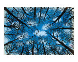 Winter Woods Giclee Print by John Francis Peters