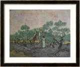 Women Picking Olives Póster por Vincent van Gogh Women Picking Olives Póster por Vincent van Gogh