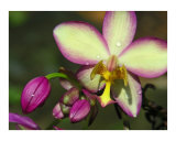 Orquídea violeta Lámina fotográfica por Mary Lane Orquídea violeta Lámina fotográfica por Mary Lane