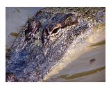 010808 Up Close and Personal Photographic Print by Garland Oldham
