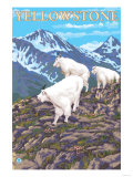 Mountain Goats Scene, Yellowstone National Park Prints