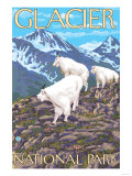 Mountain Goats Scene, Glacier National Park, Montana Affiches