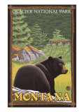 Black Bear in Forest, Glacier National Park, Montana Prints