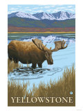 Moose Drinking at Lake, Yellowstone National Park Posters
