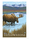 Moose Drinking at Lake, West Yellowstone, Montana Posters