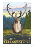 Caribou in the Wild, West Yellowstone, Montana Photo