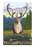Caribou in the Wild, Yellowstone National Park Posters
