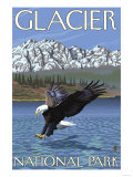 Bald Eagle Diving, Glacier National Park, Montana Posters