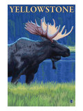 Moose at Night, Yellowstone National Park Posters