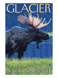 Moose at Night, Glacier National Park, Montana Photo