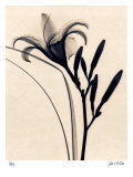 Lys d'un jour Affiche par Judith Mcmillan