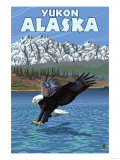 Bald Eagle Diving, Yukon, Alaska Print