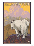 Mountain Goat, Yellowstone National Park Poster