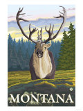 Caribou in the Wild, Montana Print