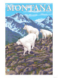 Mountain Goats Scene, Montana Poster