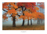Burst of Colors Poster by Olga Sergyeyeva