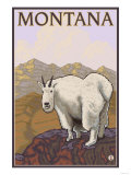 Mountain Goat, Montana Obrazy Mountain Goat, Montana Obrazy