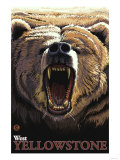Bear Roaring, West Yellowstone, Montana Prints
