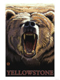 Bear Roaring, Yellowstone National Park Póster
