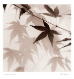Japanese Maple Leaves II Print by Alan Blaustein