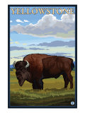 Bison Scene, Yellowstone National Park Print