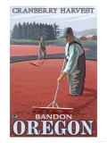 Cranberry Bogs Harvest, Coos Bay, Oregon Prints
