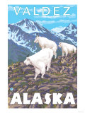 Mountain Goats Scene, Valdez, Alaska Print