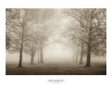 Layers of Trees II Prints by Igor Svibilsky