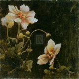 Midsummer Night Bloom I Prints by John Douglas