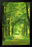 Caminho na Floresta Posters por Hein Van Den Heuvel Caminho na Floresta Posters por Hein Van Den Heuvel