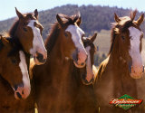 Budweiser Posters