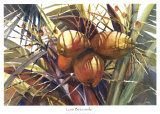 Coconut Grove Poster av Lois Brezinski