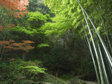 Bamboo Forest, Hokokuji Temple Garden, Kamakura, Kanagawa Prefecture, Japan, Asia Photographic Print by Chris Kober