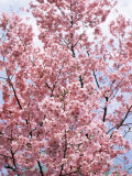 Spring Blossom at Ueno-Koen Park, Ueno, Tokyo, Japan, Asia Photographic Print by Richard Nebesky Spring Blossom at Ueno-Koen Park, Ueno, Tokyo, Japan, Asia Photographic Print by Richard Nebesky