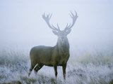 Red Deer (Cervus Elaphus) Stag at Dawn During Rut in September, UK, Europe Photographie par David Tipling