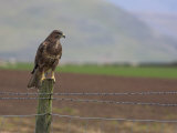 Buzzard (Buteo Buteo), Captive, United Kingdom, Europe Photographic Print by Ann & Steve Toon
