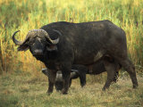 African Buffalo (Cyncerus Caffer), Mala Mala Game Reserve, Sabi Sand Park, South Africa, Africa Photographic Print by Sergio Pitamitz