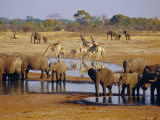 Giraffe and Elephant at a Water Hole, Etosha National Park, Namibia Fotografie-Druck von Chris Kober