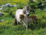 Two Shetland Ponies, Shetland Islands, Scotland, UK, Europe Photographie par David Tipling