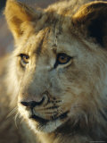 Lion Cub, Lion Park Resort, Gueru, Zimbabwe Photographic Print by Chris Kober