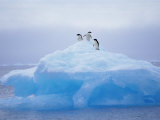 Adelie Penguins on Iceberg, Paulet Island, Antarctica, Polar Regions Valokuvavedos tekijänä David Tipling