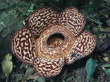 Close-up of the Rafflesia, the World's Largest Flowering Plant, Borneo, Asia Photographic Print by James Gritz