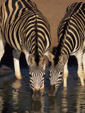 Two Burchell's Zebra (Equus Burchelli) Drinking, Mkhuze Game Reserve, South Africa, Africa Photographic Print by Ann & Steve Toon